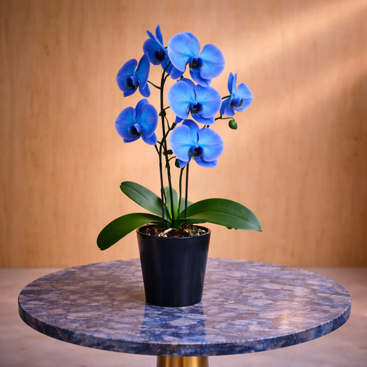 Orchid flower delivery Toronto Porcelain Waves blue orchid arrangement elegant modern design