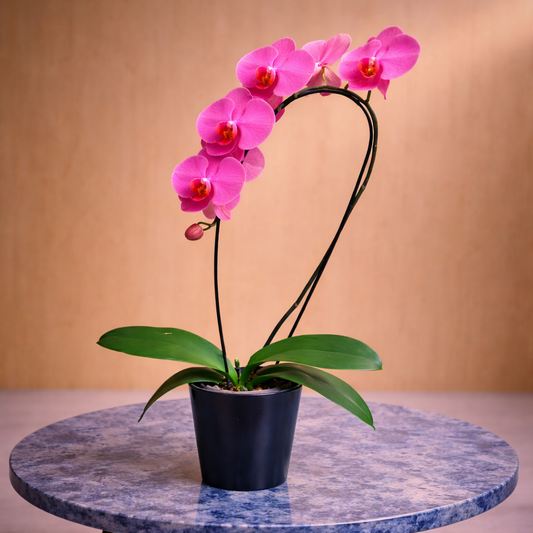 Orchid flower delivery Toronto pink orchid plant Porcelain Waves luxury floral gift Easter
