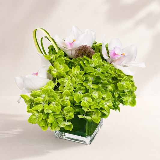 Green orchid flower arrangement with cymbidium orchids and hydrangeas in a modern glass cube vase