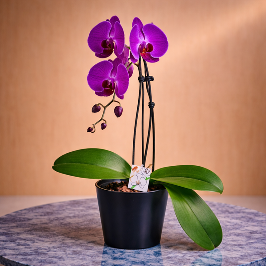 Orchid flower delivery Toronto purple orchid plant Porcelain Waves modern floral arrangement