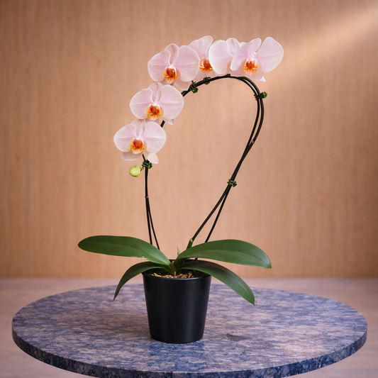 Orchid flower delivery Toronto white orchid arrangement Porcelain Waves minimalist premium design